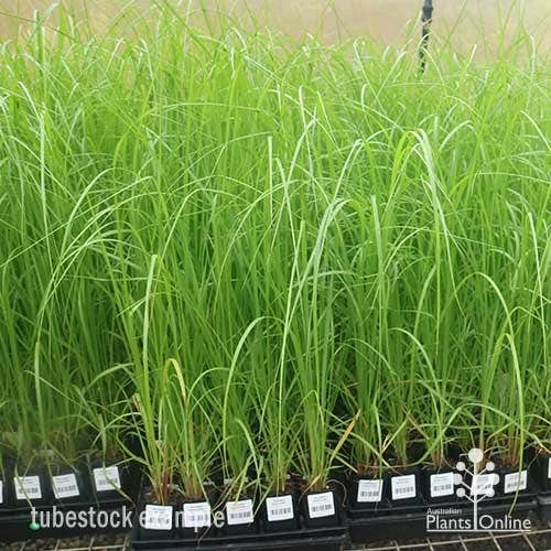 Pennisetum Alopecuroides - Swamp Fountain Grass 6 Pennisetum Alopecuroides - Swamp Fountain Grass - Image 6