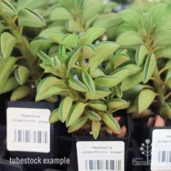 Peperomia Dolabriformis - Prayer Pepper - Succulent -NatureNest Shop apo peperomia dolab tubestock