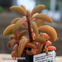 Peperomia Dolabriformis - Prayer Pepper - Succulent -NatureNest Shop apo peperomia dolabriformis winter colour
