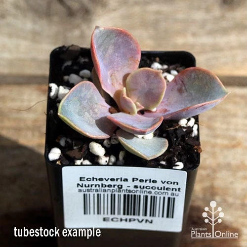 Echeveria Perle Von Nurnberg - Succulent 3 Echeveria Perle Von Nurnberg - Succulent - Image 3