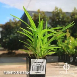 Dianella Petite Marie -NatureNest Shop apo petite marie dianella tubestock