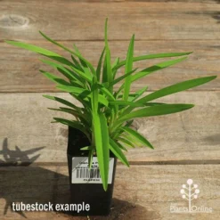 Dianella Petite Marie -NatureNest Shop apo petite marie dianella tubestock top