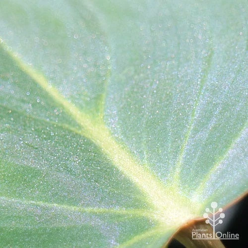 Philodendron Gloriosum - Velvet Philodendron 4 Philodendron Gloriosum - Velvet Philodendron - Image 4