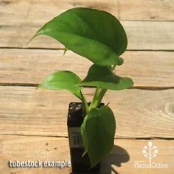 Philodendron Minima - Mini Monstera -NatureNest Shop apo philodendron minima tubestock