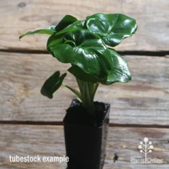 Philodendron Super Atom -NatureNest Shop apo philodendron super atom tubestock