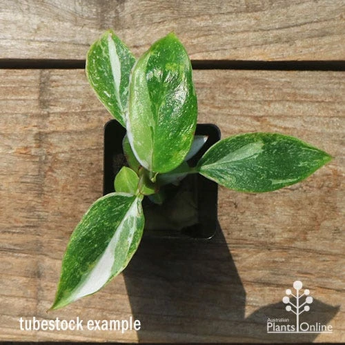 Philodendron White Princess 2 Philodendron White Princess - Image 2