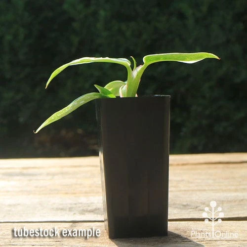 Philodendron White Princess 1 Philodendron White Princess