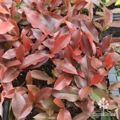 Photinia Black Jack -NatureNest Shop apo photinia black jack