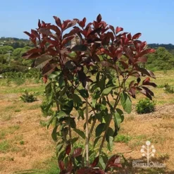 Photinia Black Jack -NatureNest Shop apo photinia black jack bush
