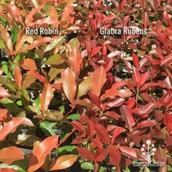 Photinia Red Robin -NatureNest Shop apo photinia red robin glabra rubens 1