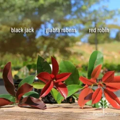 Photinia Red Robin -NatureNest Shop apo photinia trio compare