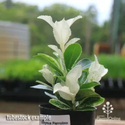 Euonymus Pierrolino - Variegated Spindle 17 Euonymus Pierrolino - Variegated Spindle -NatureNest Shop apo pierrolino euonymus tubestock