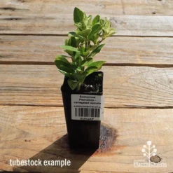 Euonymus Pierrolino - Variegated Spindle 22 Euonymus Pierrolino - Variegated Spindle -NatureNest Shop apo pierrolino tubestock