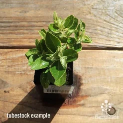 Euonymus Pierrolino - Variegated Spindle 18 Euonymus Pierrolino - Variegated Spindle -NatureNest Shop apo pierrolino tubestock top