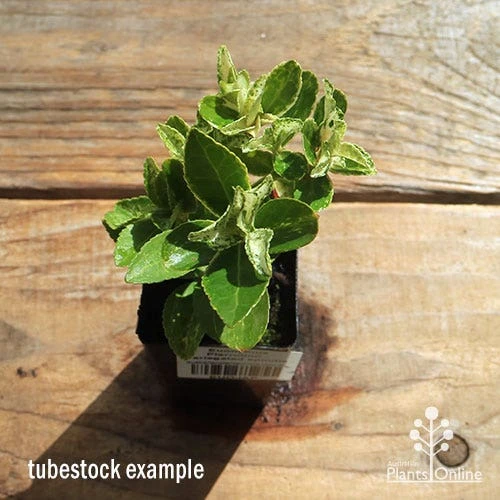 Euonymus Pierrolino - Variegated Spindle 6 Euonymus Pierrolino - Variegated Spindle - Image 6