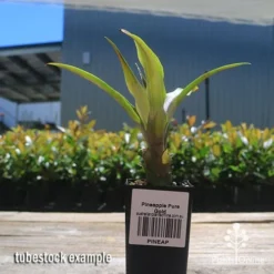 Pineapple Pure Gold 14 Pineapple Pure Gold -NatureNest Shop apo pineapple tubestock nursery