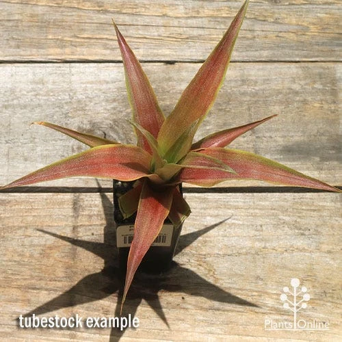 Pineapple Pure Gold 4 Pineapple Pure Gold - Image 4