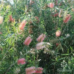 Callistemon Pink Champagne -NatureNest Shop apo pink champagne colour range