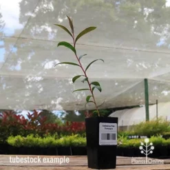 Callistemon Pink Champagne -NatureNest Shop apo pink champagne tubestock