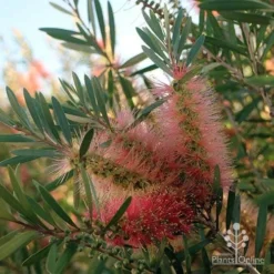 Callistemon Pink Champagne -NatureNest Shop apo pink champgne colour fan