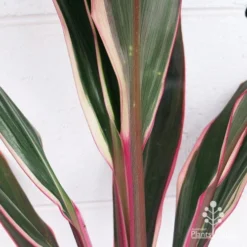 Cordyline Fruticosa Pink Diamond -NatureNest Shop apo pink diamond colouring