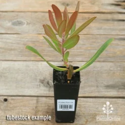 Protea Pink Ice -NatureNest Shop apo pink ice protea tubestock