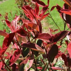 Photinia Pink Marble -NatureNest Shop apo pink marble leaf colour