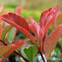 Photinia Pink Marble -NatureNest Shop apo pink marble photinia new leaf