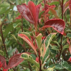 Photinia Pink Marble -NatureNest Shop apo pink marble photinia shoot