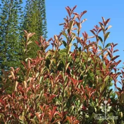 Photinia Pink Marble -NatureNest Shop apo pink marble upright habit