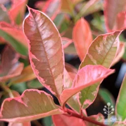 Photinia Pink Marble -NatureNest Shop apo pink marble very pink