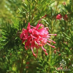 Grevillea Pink Pearl 20 Grevillea Pink Pearl -NatureNest Shop apo pink pearl grevillea flower 1