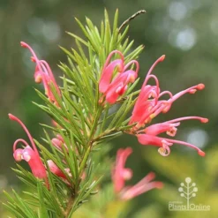 Grevillea Pink Pearl -NatureNest Shop apo pink pearl grevillea flowering closeup