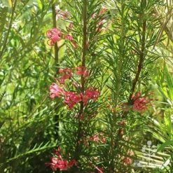 Grevillea Pink Pearl -NatureNest Shop apo pink pearl grevillea habit