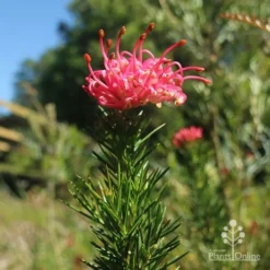 Grevillea Pink Pearl -NatureNest Shop apo pink pearl grevillea new flower