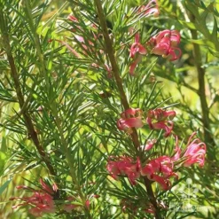 Grevillea Pink Pearl 19 Grevillea Pink Pearl -NatureNest Shop apo pink pearl grevillea nursery 1
