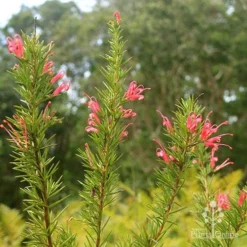 Grevillea Pink Pearl 18 Grevillea Pink Pearl -NatureNest Shop apo pink pearl grevillea nursery flowering closeup 1