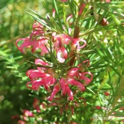 Grevillea Pink Pearl -NatureNest Shop apo pink pearl grevillea sunlit