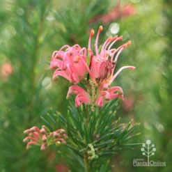Grevillea Pink Pearl -NatureNest Shop apo pink pearl stem