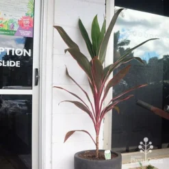 Cordyline Fruticosa Pink Diamond -NatureNest Shop apo pinkdiamond reception
