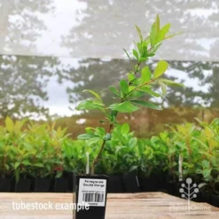 Pomegranate Double Orange 20 Pomegranate Double Orange -NatureNest Shop apo pomegranate double flower tubestock