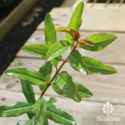 Pomegranate Double Orange 18 Pomegranate Double Orange -NatureNest Shop apo pomegranate double orange foliage 1