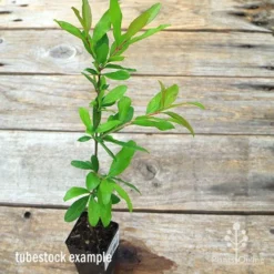 Pomegranate Double Orange 13 Pomegranate Double Orange -NatureNest Shop apo pomegranate double tubestock