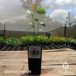 Blueberry Powder Blue 9 Blueberry Powder Blue -NatureNest Shop apo powder blue tubestock side