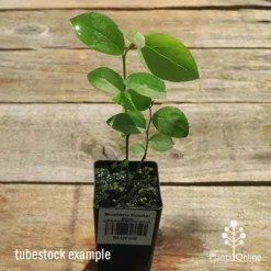 Blueberry Powder Blue 7 Blueberry Powder Blue -NatureNest Shop apo powder blue tubestock top