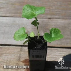 Geum Pretticoats Peach -NatureNest Shop apo pretticoats peach tubestock