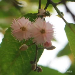Elaeocarpus Prima Donna - Blueberry Ash 21 Elaeocarpus Prima Donna - Blueberry Ash -NatureNest Shop apo prima donna flower beneath 1