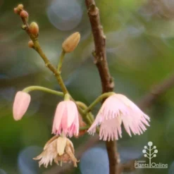 Elaeocarpus Prima Donna - Blueberry Ash 17 Elaeocarpus Prima Donna - Blueberry Ash -NatureNest Shop apo prima donna flower stages 1