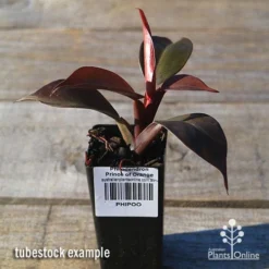 Philodendron Prince Of Orange -NatureNest Shop apo prince of orange philo tubestock2
