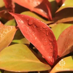 Philodendron Prince Of Orange -NatureNest Shop apo prince of orange philodendron colours